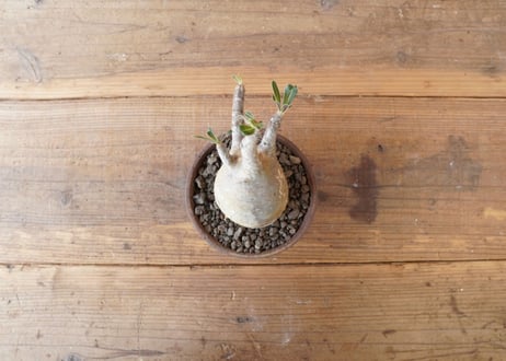 パキポディウム　グラキリス　 Pachypodium Gracilius