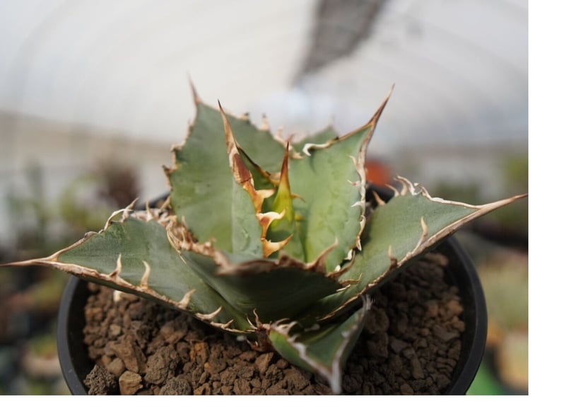 agave oteroi oaxaca NO.2 | mana's farm:塊根植物・アガベ