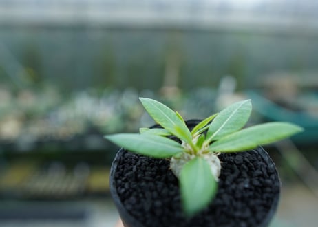 パキポディウム　恵比寿笑い　Pachypodium brevicaule　No.3