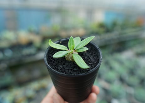 パキポディウム　恵比寿笑い　Pachypodium brevicaule　No.3