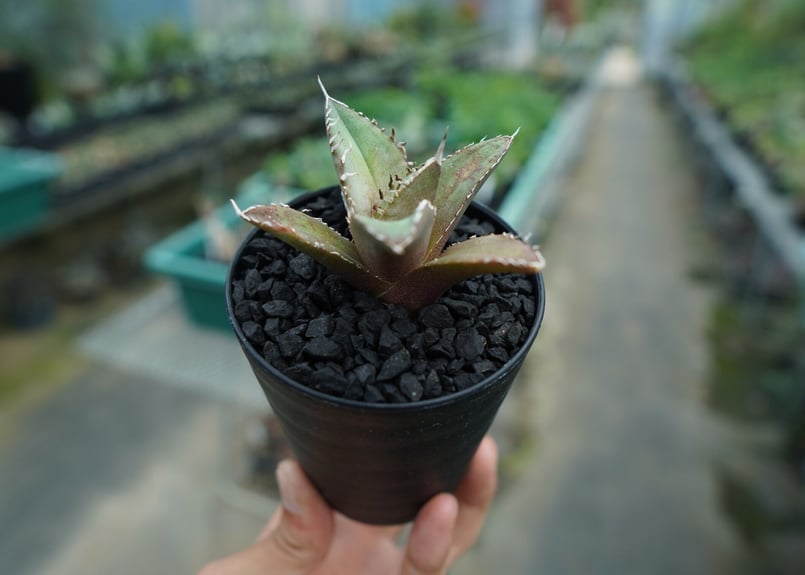 アガベ チタノタ FO-76 agave titanota FO-76 No.10 | ma
