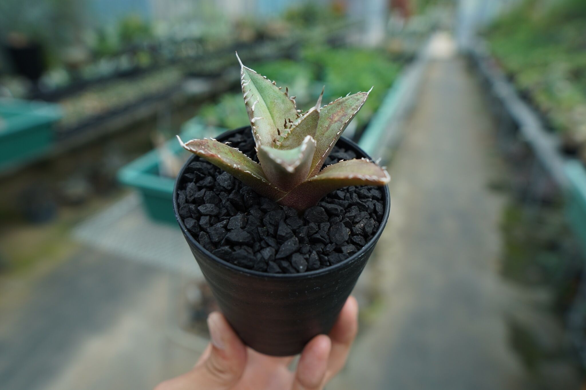 アガベ チタノタ FO-76 agave titanota FO-76 No.10 | ma
