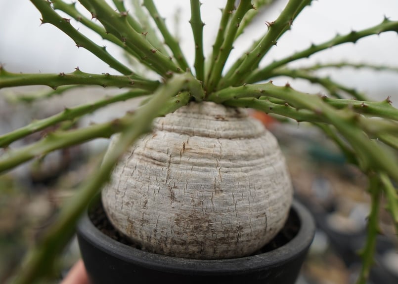 ユーフォルビア デシドゥア | mana's farm:塊根植物・アガベ・ドライ