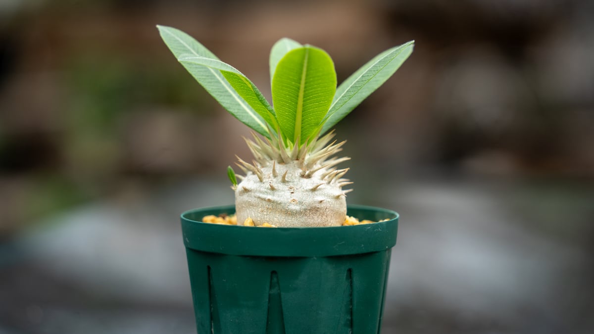 パキポディウム レウコキサンツム | mana's farm:塊根植物