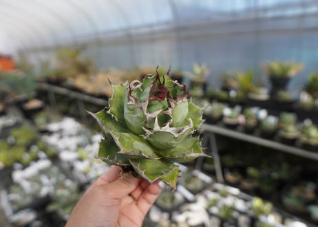 agave titanota  迦梨女神　'Goddess Kali'