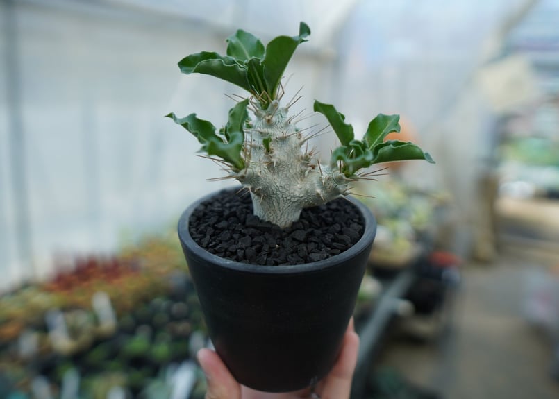 パキポディウム　サンデルシー パキポディウム・サンデルシー 3.5号 - 植物と暮らす m-plant