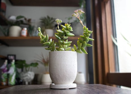 これ一つでインテリアがグッとお洒落に＊多肉植物サボテン3点ＳＥＴ