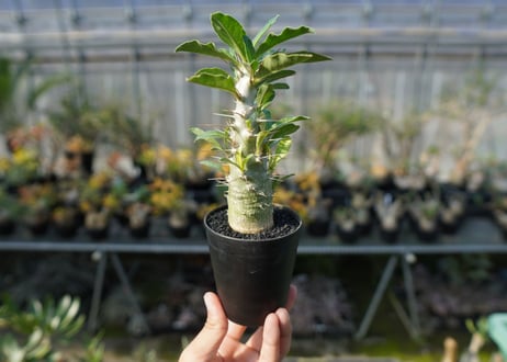 パキポディウム　サンデルシー　Pachypodeium saundersii