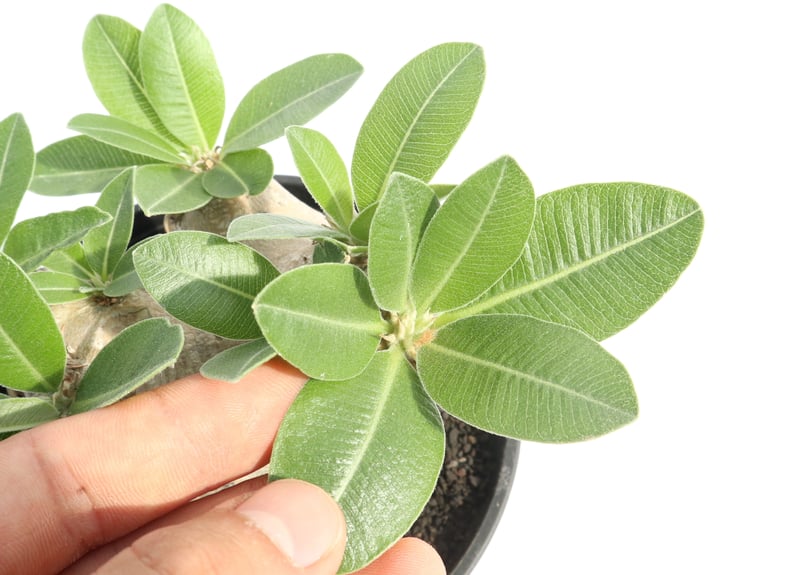 パキポディウム エブレネウム | mana's farm:塊根植物・アガベ・ドライ