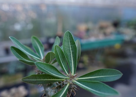 パキポディウム　伊藤ハイブリッド　Pachypodium 'Itoh Hybrid'  No.1
