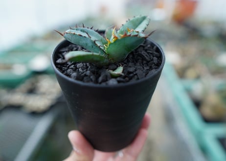 アガベ　チタノタ　 ブラックアンドブルー 　Agave titanota black and blue　No.10