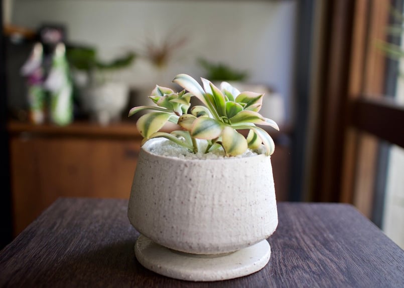 アエオニウム スターバースト | mana's farm:塊根植物・アガベ・ドライ