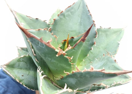 Agave titanota FO-76 compacta dwarf  no.５
