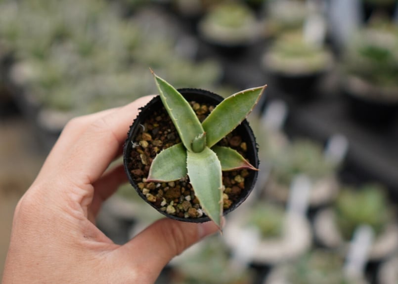 アガベ モンタナ 《1》 | mana's farm:塊根植物・アガベ・ドライ