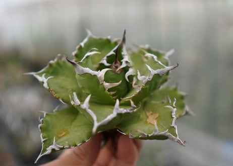 Agave titanota  Crab 螃蟹  NO.7