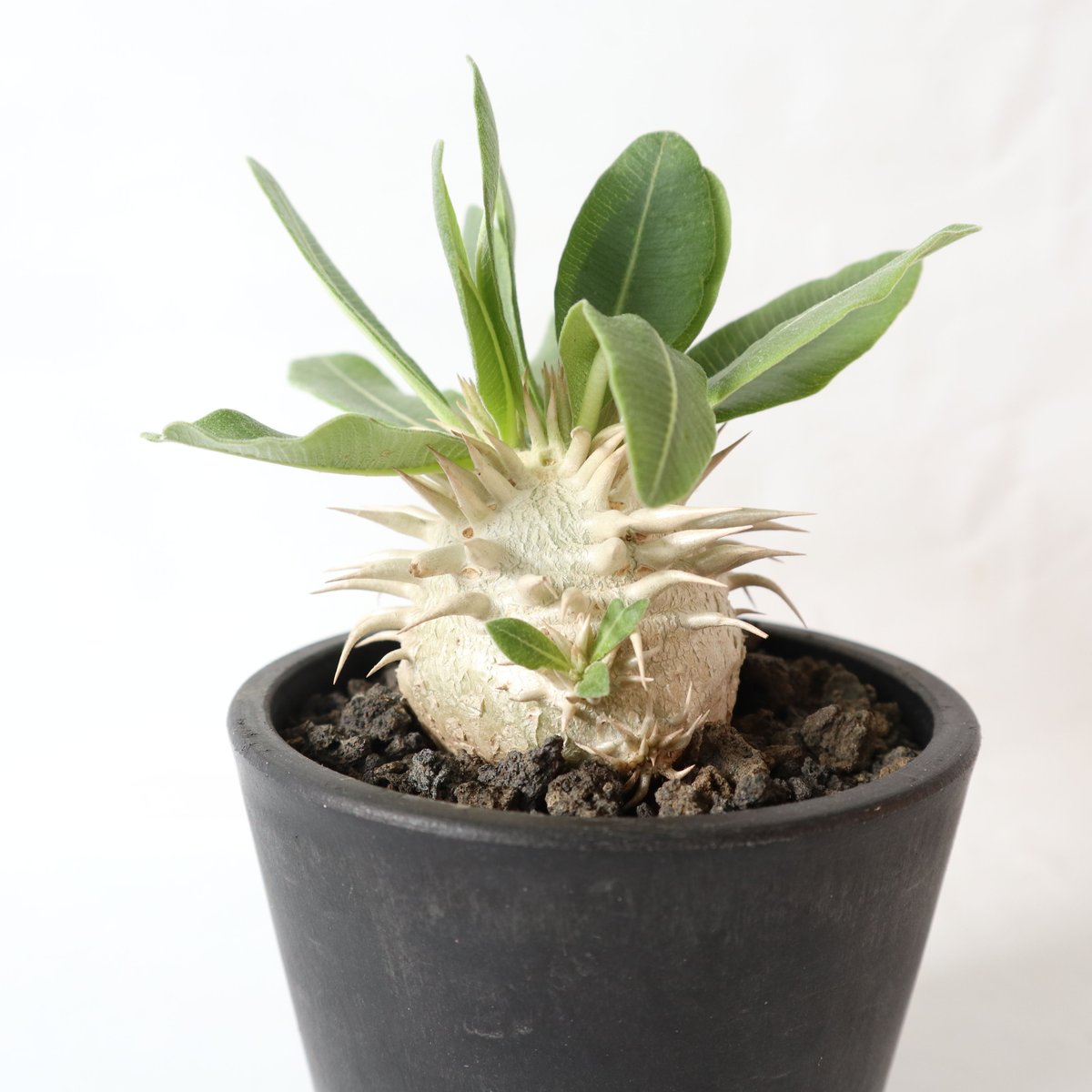 パキポディウム エブレネウム 国内実生株 №2 | mana's farm:塊根植物