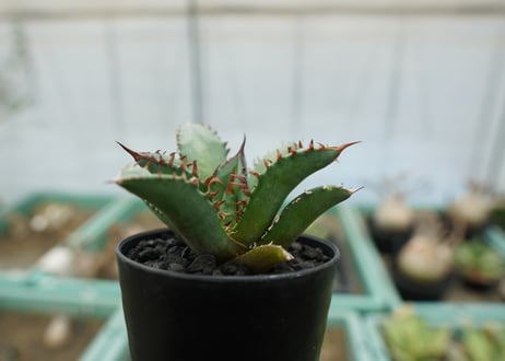アガベ　チタノタ　FO-76　agave titanota  FO-76