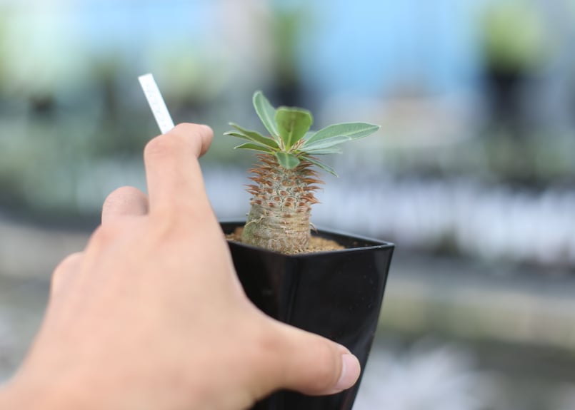 パキポディウム マカイエンセ 国内実生 | mana's farm:塊根植物