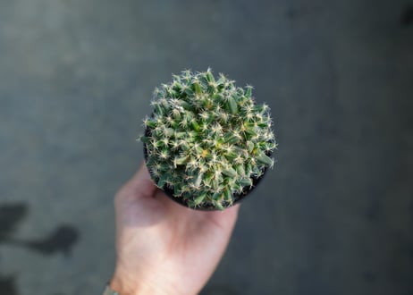トリコディアデマ　デンサム　Trichodiadema densum  No.3