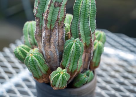 ユーフォルビア　アノプリア　Euphorbia anoplia