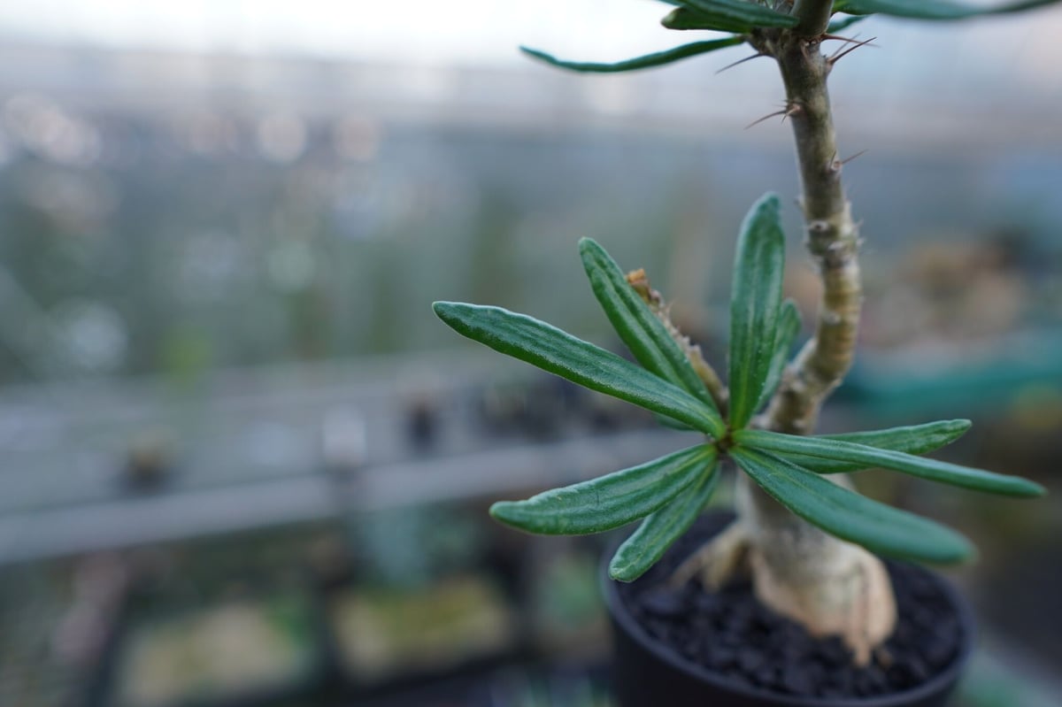 パキポディウム・ビスピノーサム（Pachypodium bispinosum) パキポディウム ビスピノーサム Pachypodium bispinosum | mana's