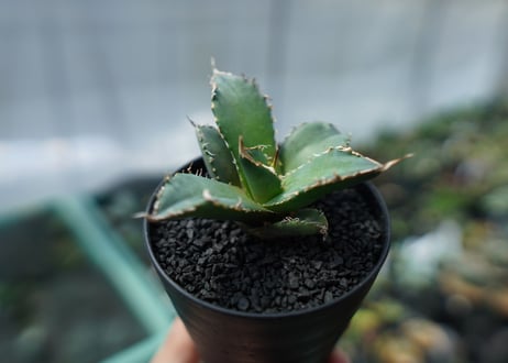 アガベ　チタノタ　FO-76　agave titanota  FO-76　No.3