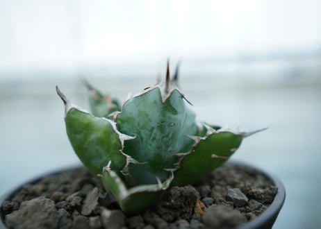 アガベ　チタノタ　 ブラックアンドブルー 　Agave titanota black and blue No.2