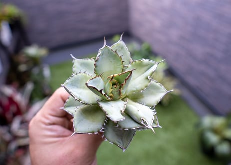 Agave titanota Flligree NO.3