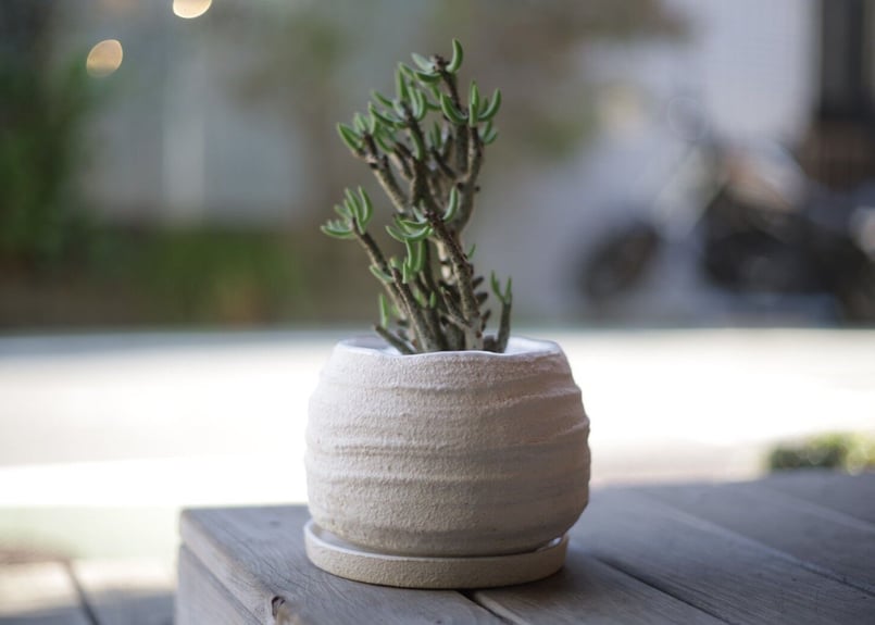 チレコドン ブッコルジアヌス Tylecodon buchholzianus | mana's