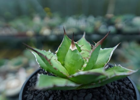 アガベ　チタノタ　Agave titanota　No.10