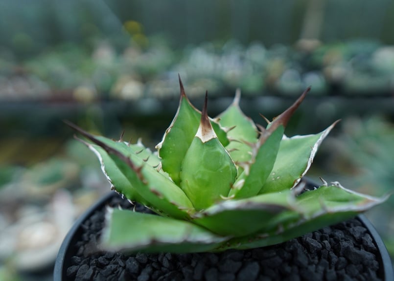 アガベ チタノタ Agave titanota No.10 | mana's farm:塊根植