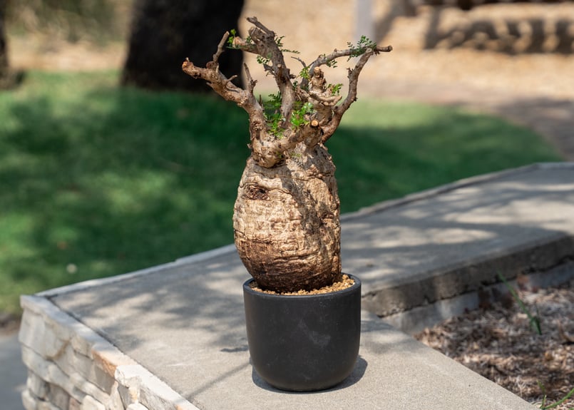 オペルクリカリア パキプス Operculicarya pachypus | mana's f