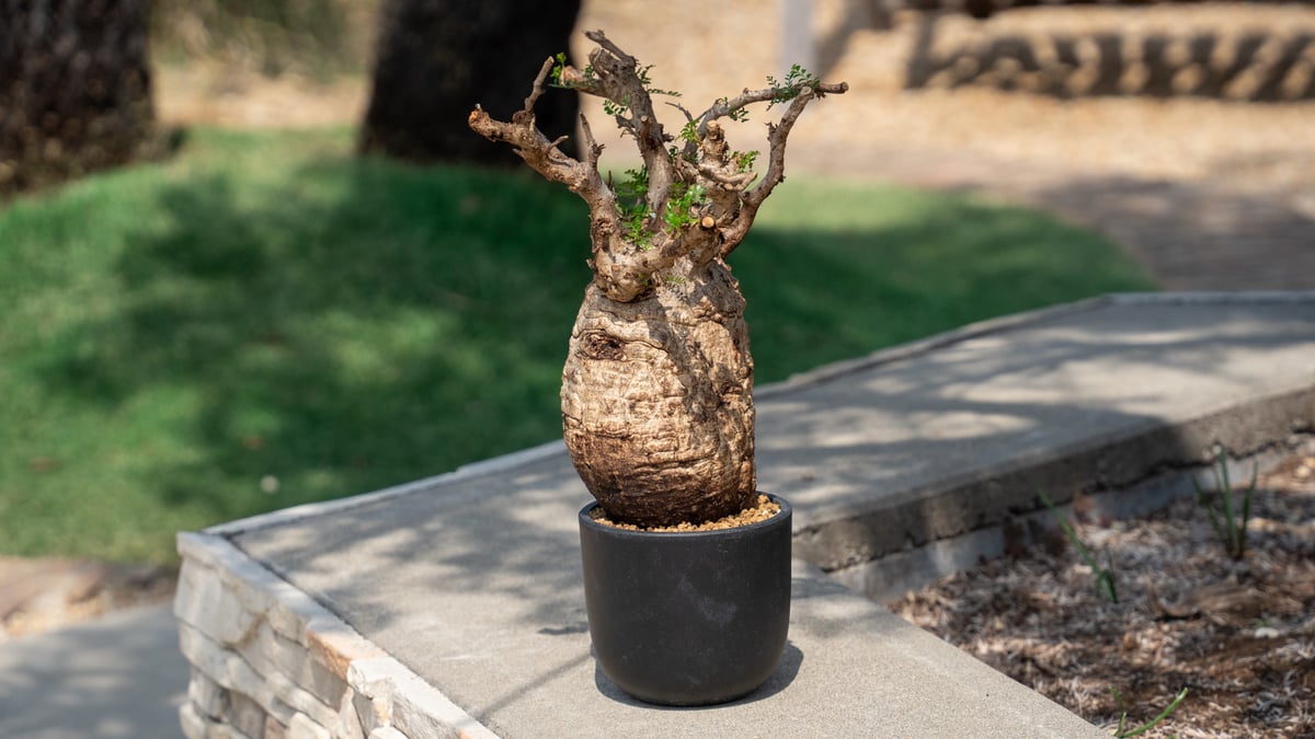 オペルクリカリア パキプス Operculicarya pachypus | mana's f