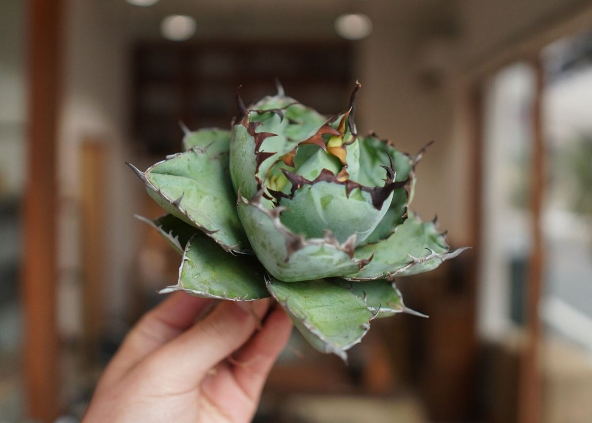 アガベ チタノタ ブラックアンドブルー Agave titanota black and