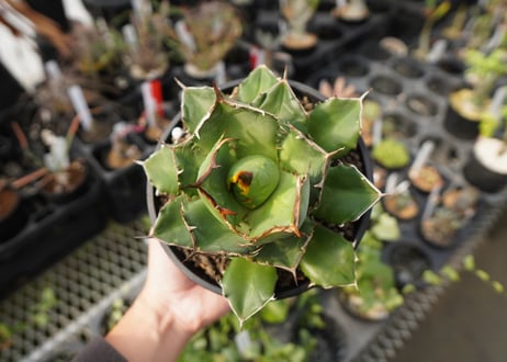 agave titanota　FO-76　NO.22