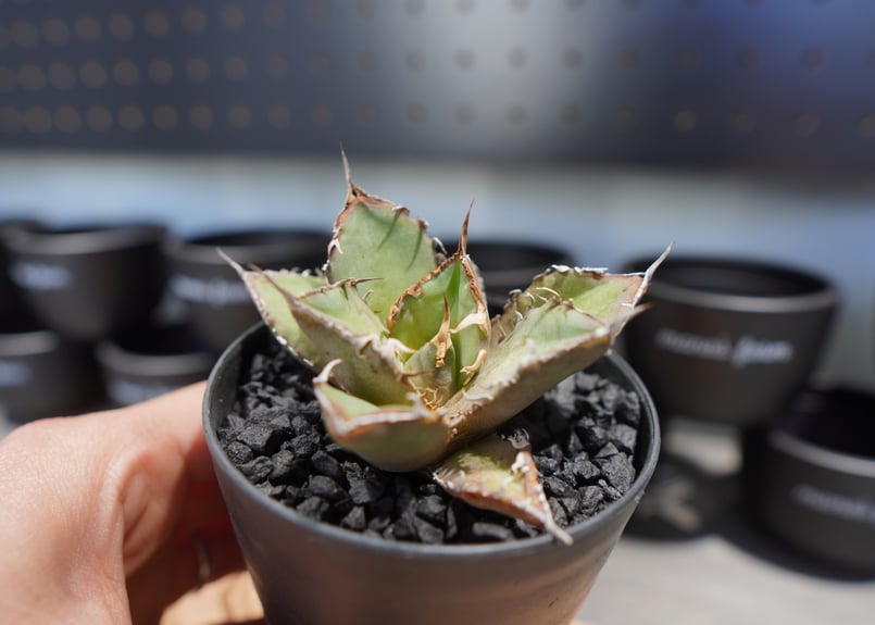 アガベ チタノタ FO-76 No.4 | mana's farm:塊根植物・アガベ・ドライガ