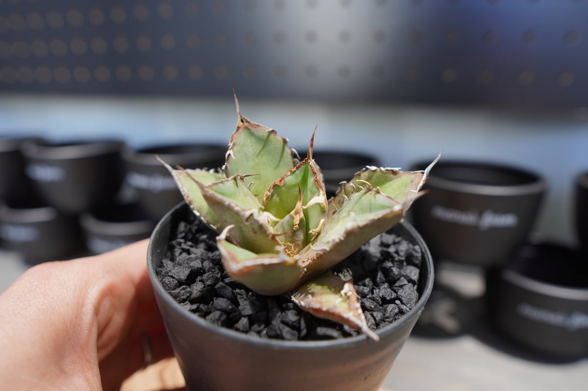 アガベ チタノタ FO-76 No.4 | mana's farm:塊根植物・アガベ・ドライガ