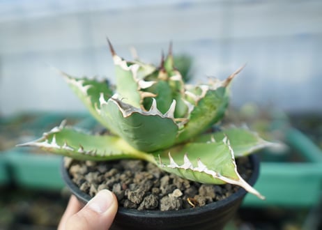 Agave FO-76
