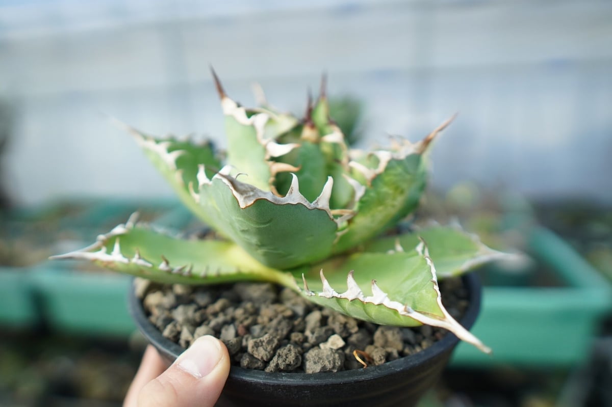 Agave FO-76 | mana's farm:塊根植物・アガベ・ドライガーデン植物販売|