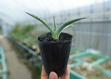 アガベ　屈原の舞扇 Agave 'Kutsugen no Maiougi'   No.1