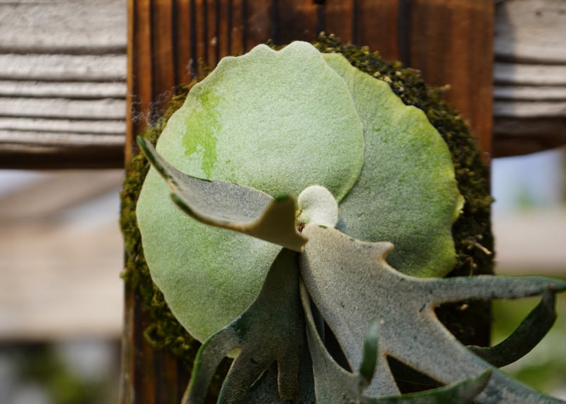 ビカクシダ ウィリンキー ジェイドガール P. willinckii 'Jade Girl'