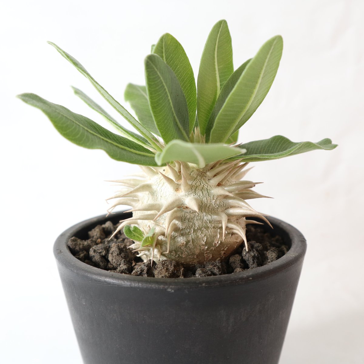 パキポディウム エブレネウム 国内実生株 №2 | mana's farm:塊根植物