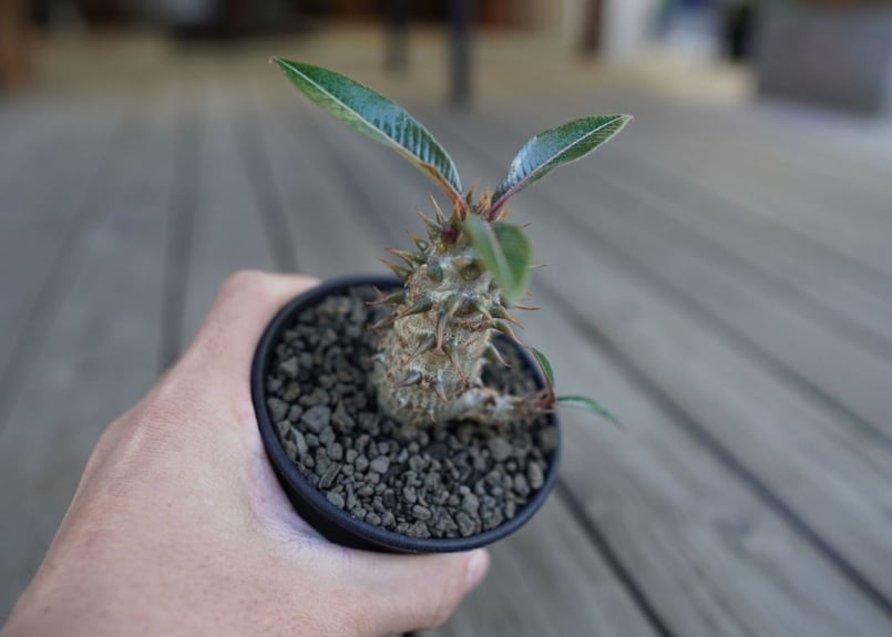 パキポディウム バロニー Pachypodium baronii | mana's farm: