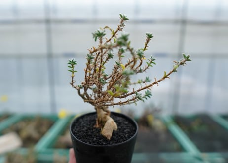 姫紅小松　Trichodiadema bulbosum No.1