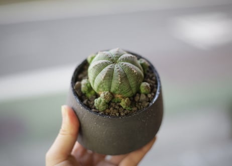 ユーフォルビア オベサシンメトリカ　Euphorbia obesa ssp. symmetrica