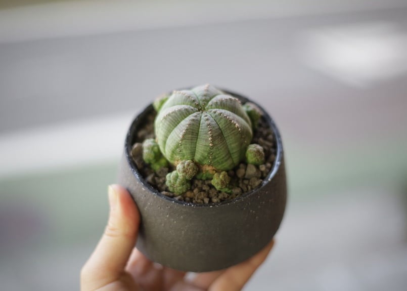 塊根植物・コーデックス T.F.L. Euphorbia obesa ssp symmetrica Euphorbia obesa ssp. symmetrica ユーフォルビア オベサ