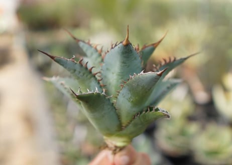agave　oteroi　oaxaca　NO.10