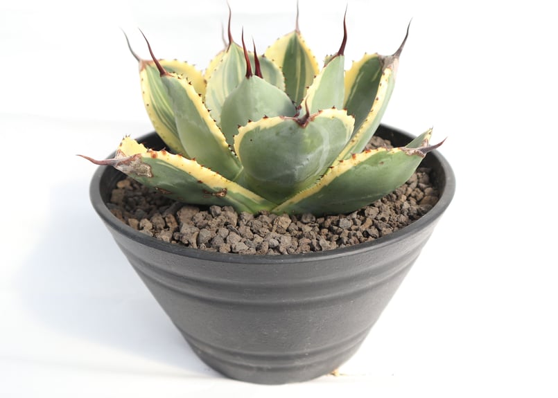 アガベ ライムストリーク no.4 | mana's farm:塊根植物・アガベ