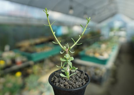 ケラリア フルチコーサ　Ceraria fruticosa
