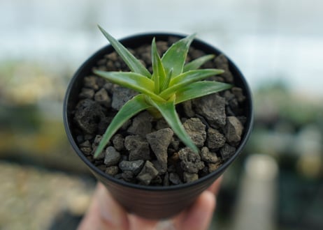 CATEGORY ディッキア | mana's green:塊根植物販売|マナズグリーン CATEGORY ディッキア | mana's green:塊根植物販売|マナズグリーン